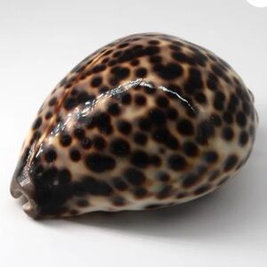 Tiger Cowrie Shell